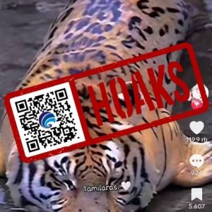 Hasil Persilangan Harimau dan Anjing Laut