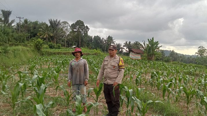 Bhabinkamtibmas cek tanaman jagung