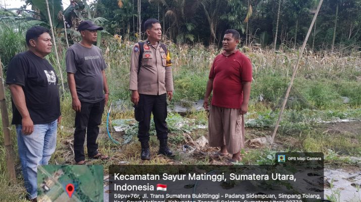 pengecekan lahan jagung pipil